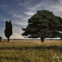 Bomen-Dwingelderveld