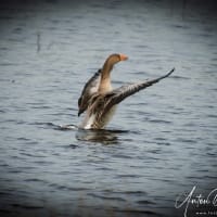 2_Eend-op-scherp