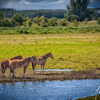 Paarden-Lauwersmeergebied-kopie
