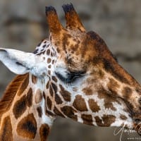 giraffe_