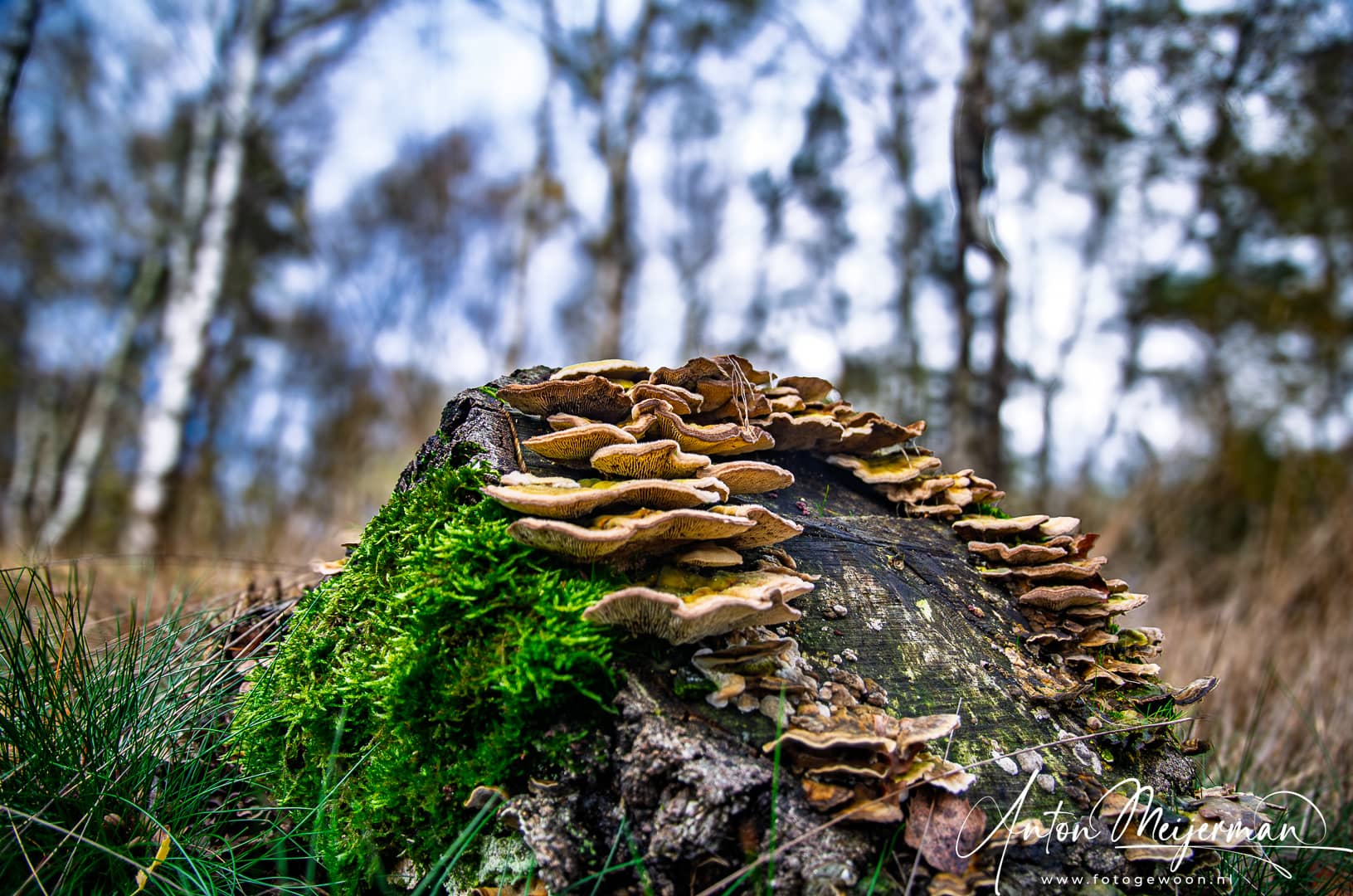 paddestoelen-oop-boomstronk-Dwingelderveld-Drenthe
