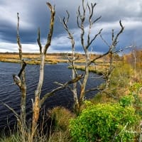 Dwingelderveld-natuurgebied-Drenthe