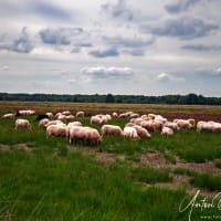 Grazende-schapen-schaapskudde-Ruinen-Dwingelderveld-Drenthe-kopie