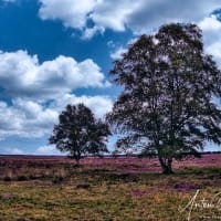 Heide-Dwingelderveld