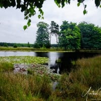 Vennetje-in-het-Dwingelderveld-natuurgebied-Drenthe