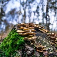 paddestoelen-oop-boomstronk-Dwingelderveld-Drenthe